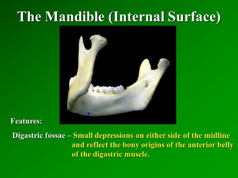 The Mandible (Internal Surface)   Features:  Digastric fossae – Small depressions on
